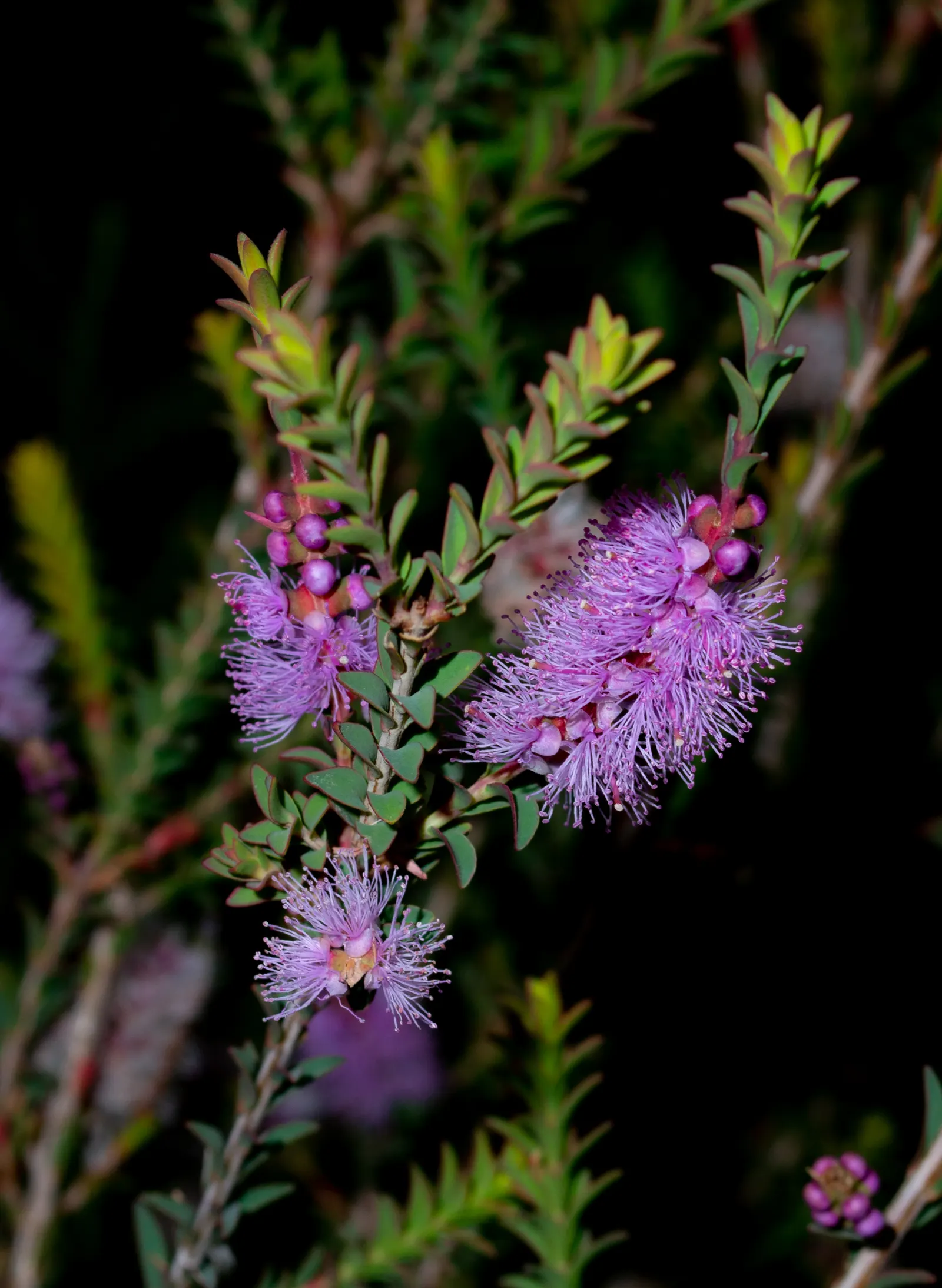 Lilac Or Totem Poles Melaleuca (Melaleuca Decussata) — It‚Äôs drought-tolerant, thriving in well-drained soils and full sun