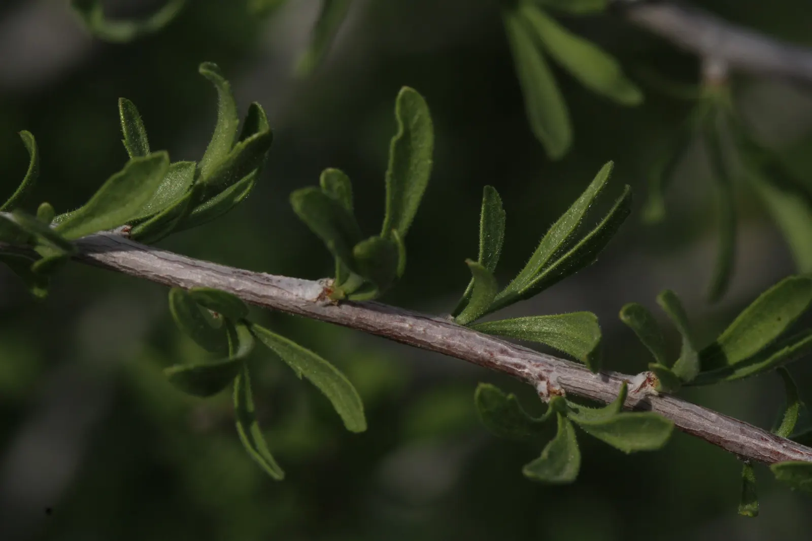 Desert Range Almond (Prunus Fasciculata) — growing up to 10-12 feet tall with a similar spread