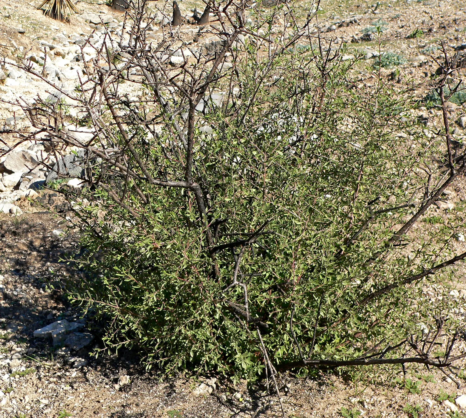 Desert Range Almond (Prunus Fasciculata) — shrub with white blooms