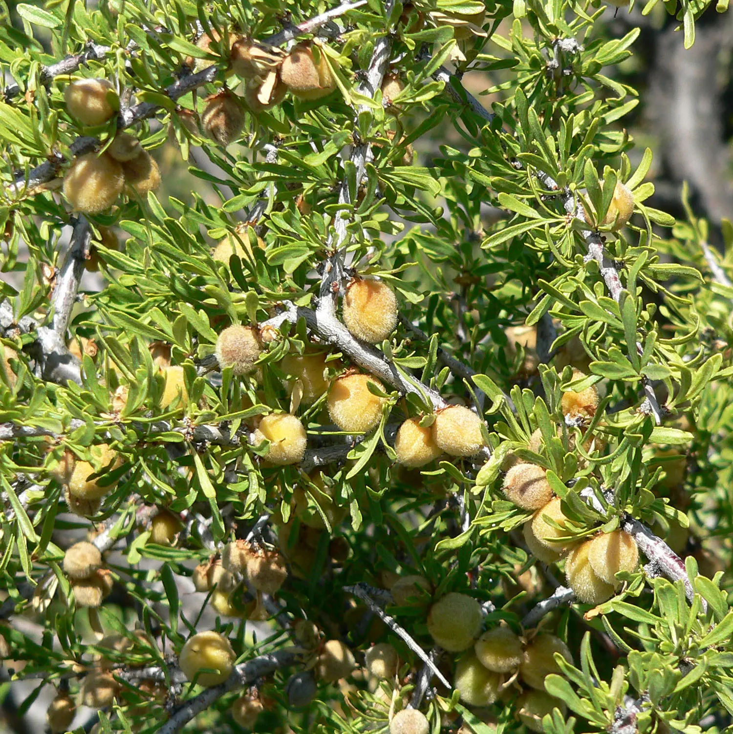 Desert Range Almond (Prunus Fasciculata) — which although not large or plentiful enough to harvest