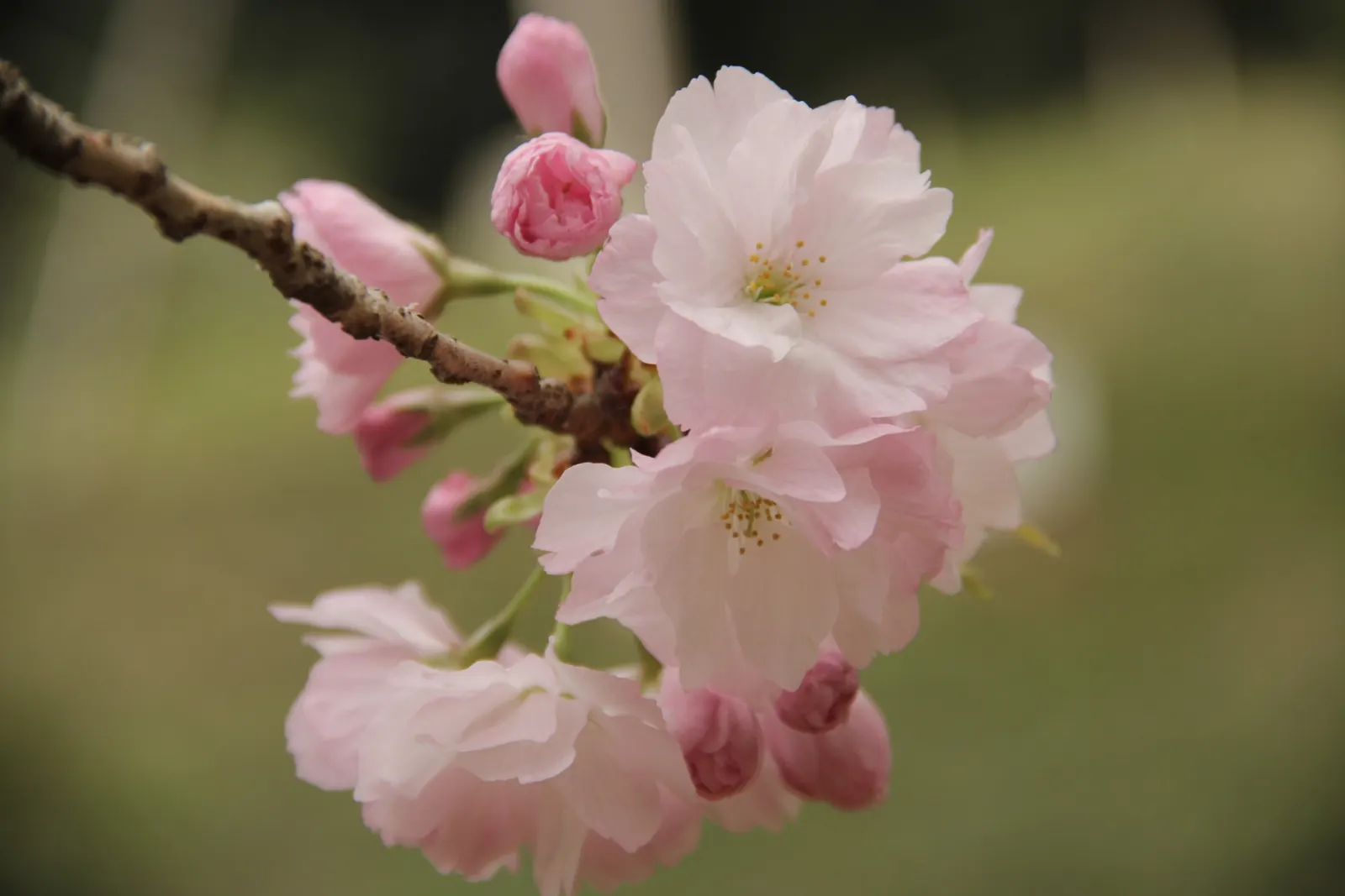 Desert Range Almond (Prunus Fasciculata) — Celebrated for its drought tolerance, it thrives in full sun and well-drained soils