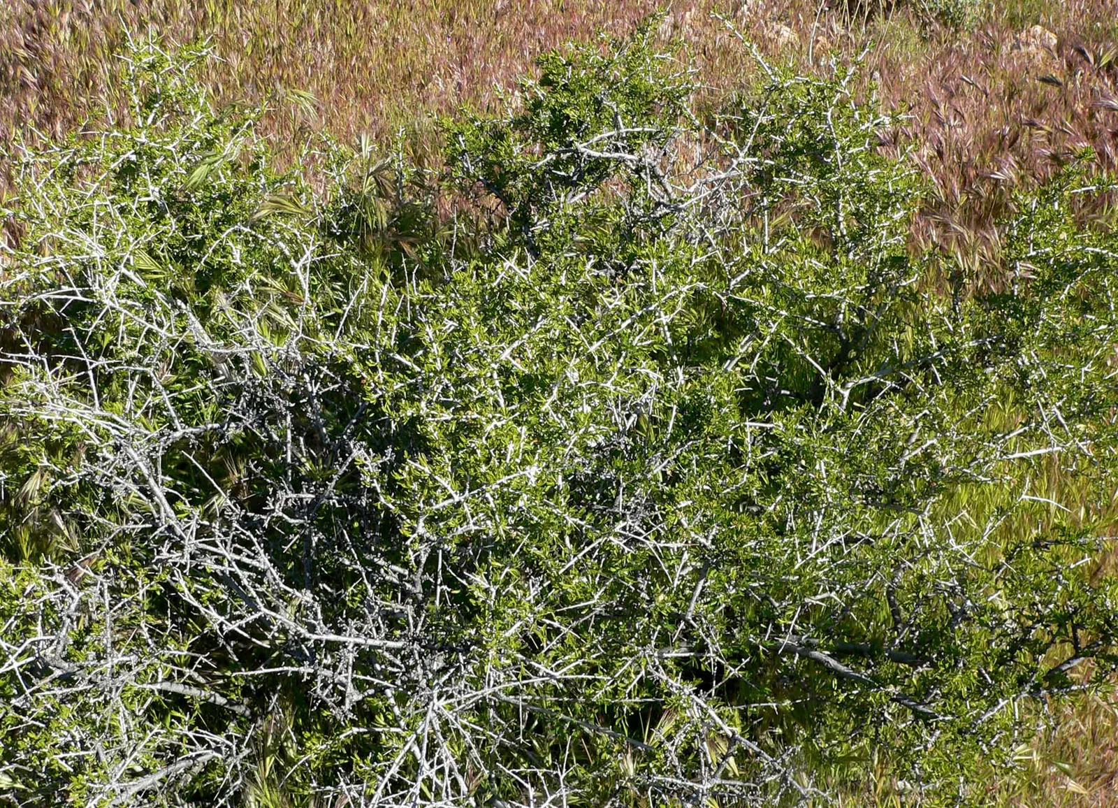 Desert Range Almond (Prunus Fasciculata) — is a hardy shrub native to arid terrains