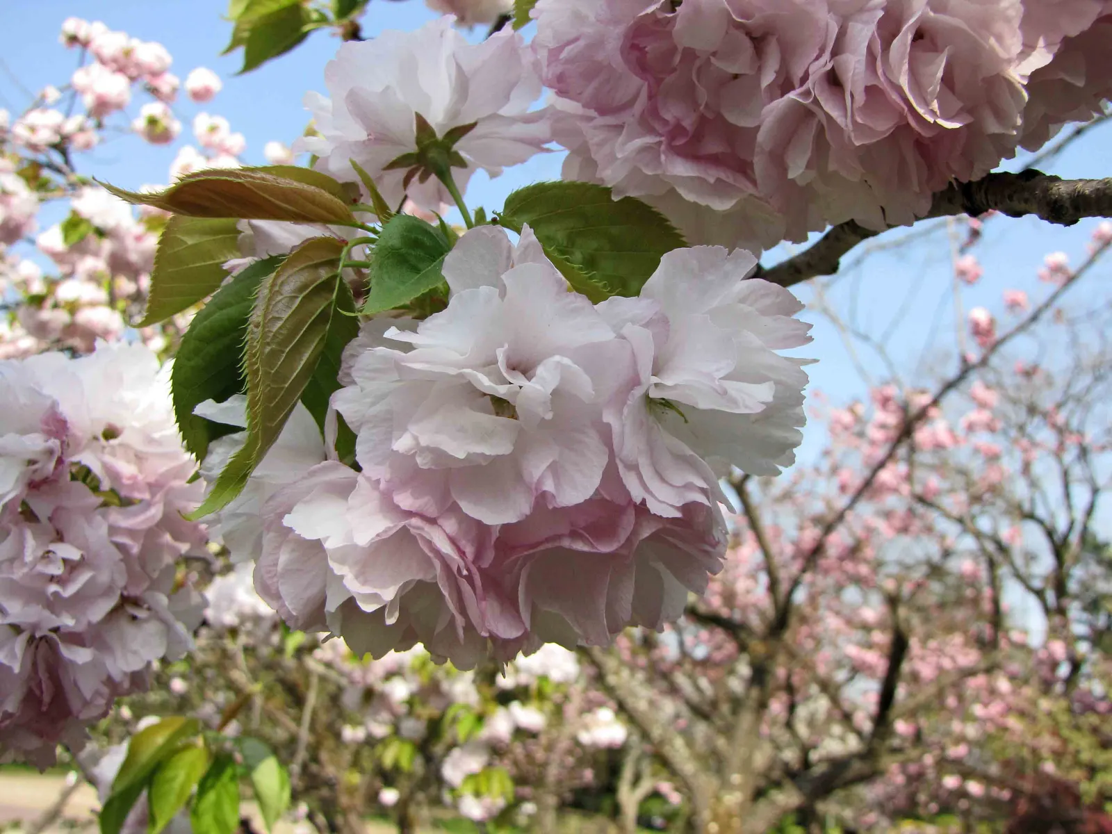Desert Range Almond (Prunus Fasciculata) — is an enchanting deciduous shrub that offers a distinctive flair to arid landscapes