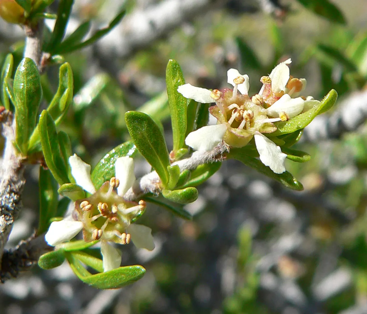 Desert Range Almond (Prunus Fasciculata) — occasional pruning is recommended to maintain its shape and encourage new growth