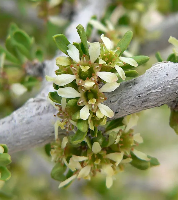 Desert Range Almond (Prunus Fasciculata) — white flowers in the garden