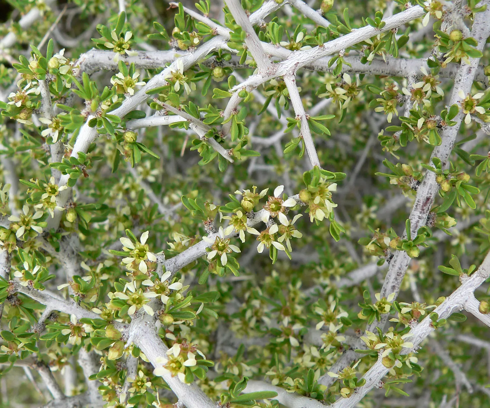 Desert Range Almond (Prunus Fasciculata) — scientifically known as Prunus fasciculata
