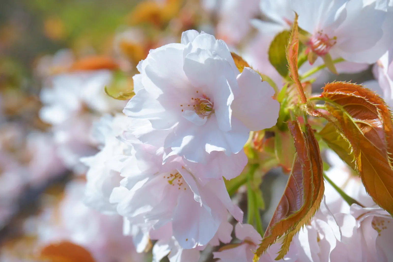 Desert Range Almond (Prunus Fasciculata) — Spring welcomes clusters of fragrant white-pink blossoms, giving way to small, inedible nuts
