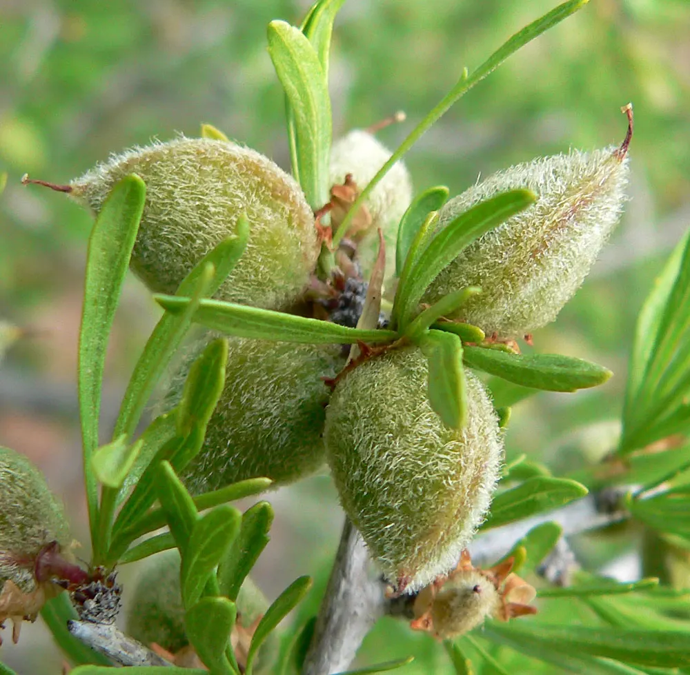 Desert Range Almond (Prunus Fasciculata) — the Prunus fasciculata provides an early source of nectar for local pollinators