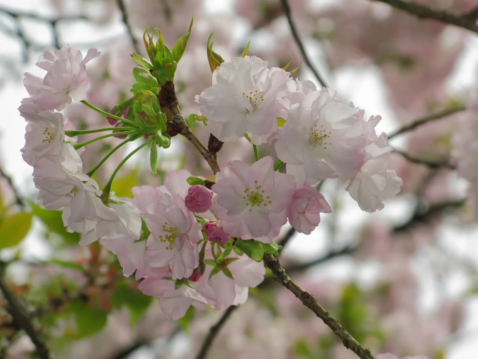 Desert Range Almond (Prunus Fasciculata) — with a slightly wider spread