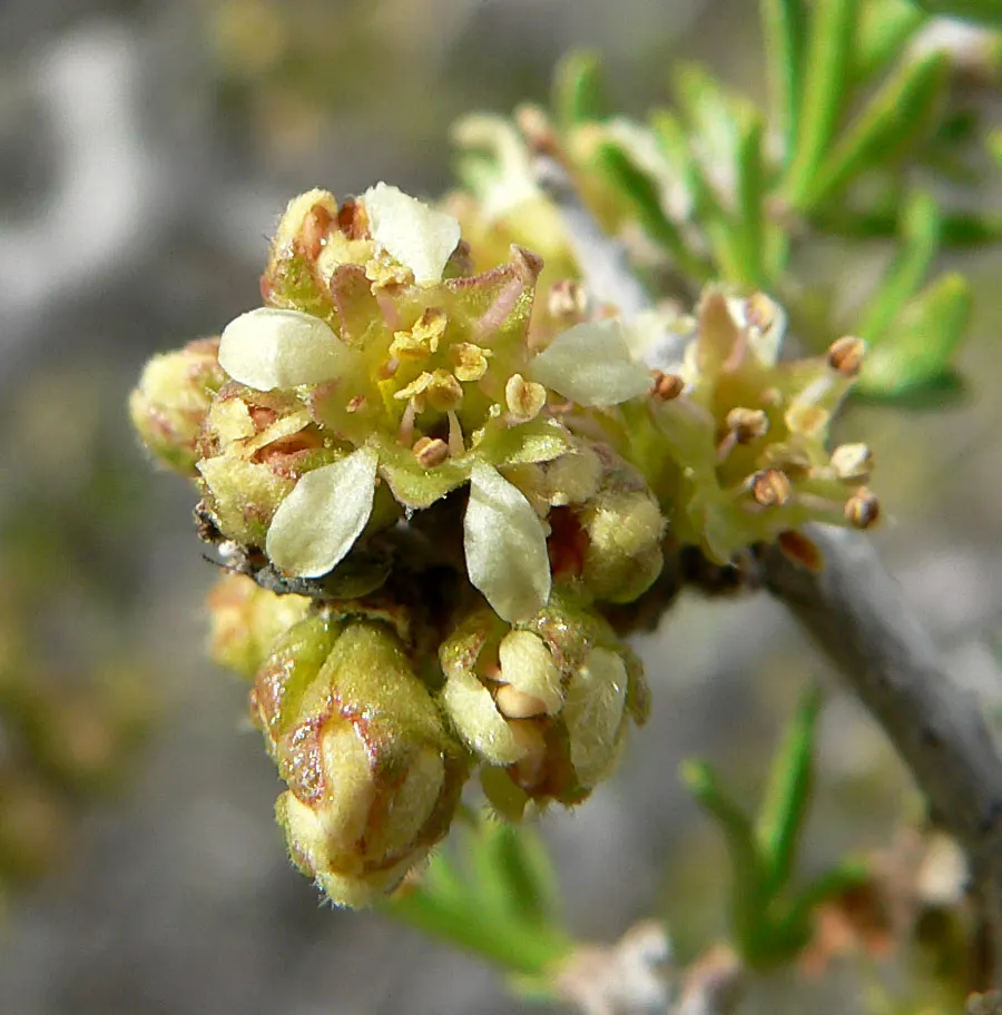 Desert Range Almond (Prunus Fasciculata) — Adding a layer of mulch can help to conserve moisture and regulate soil temperature