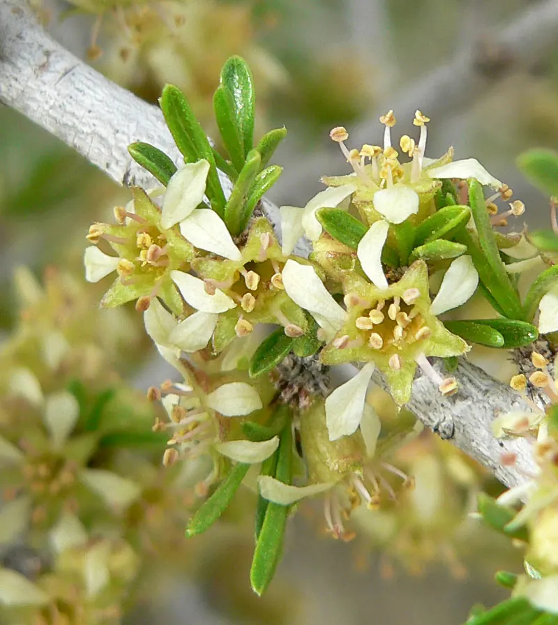 Desert Range Almond (Prunus Fasciculata) — this native of the Mojave and Sonoran Deserts is well-adapted to the challenges of harsh