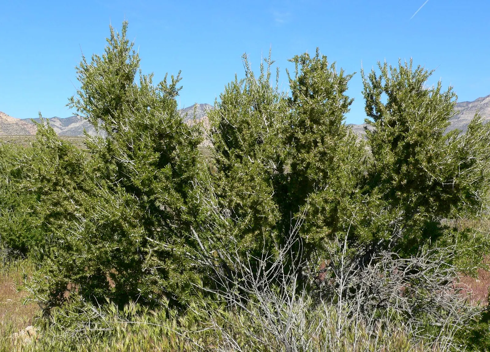 Desert Range Almond (Prunus Fasciculata) — the plant bears tiny almond-like fruits