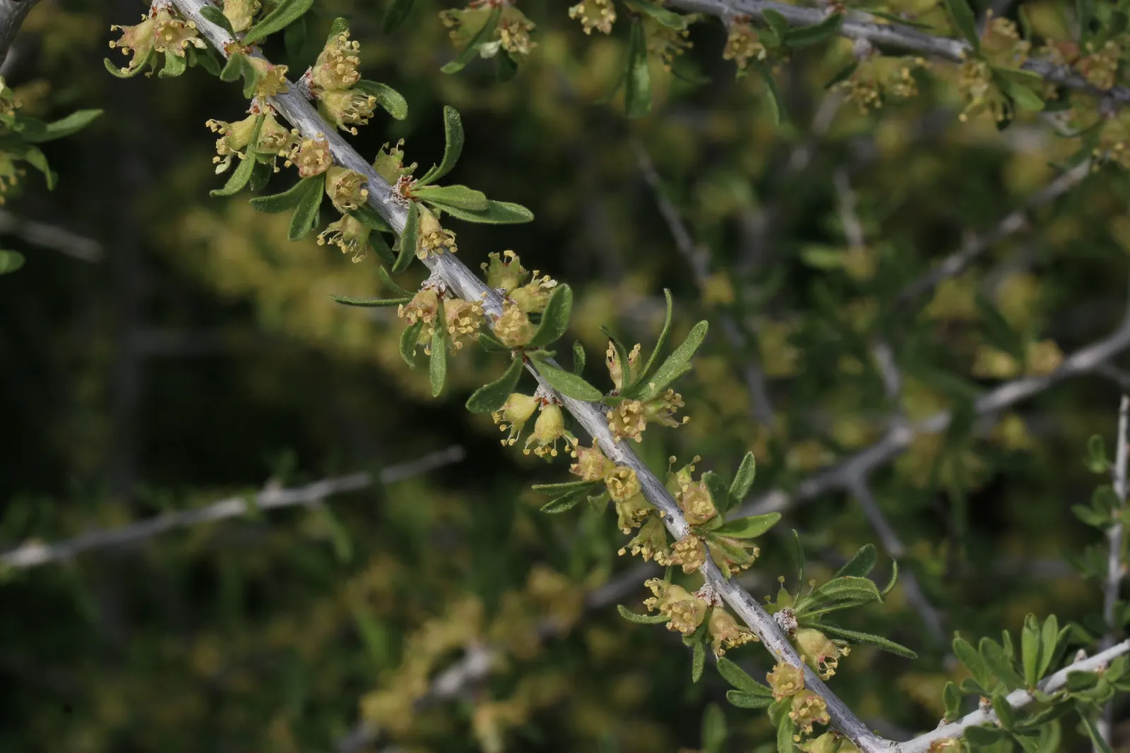 Desert Range Almond (Prunus Fasciculata) — requiring minimal supplemental watering