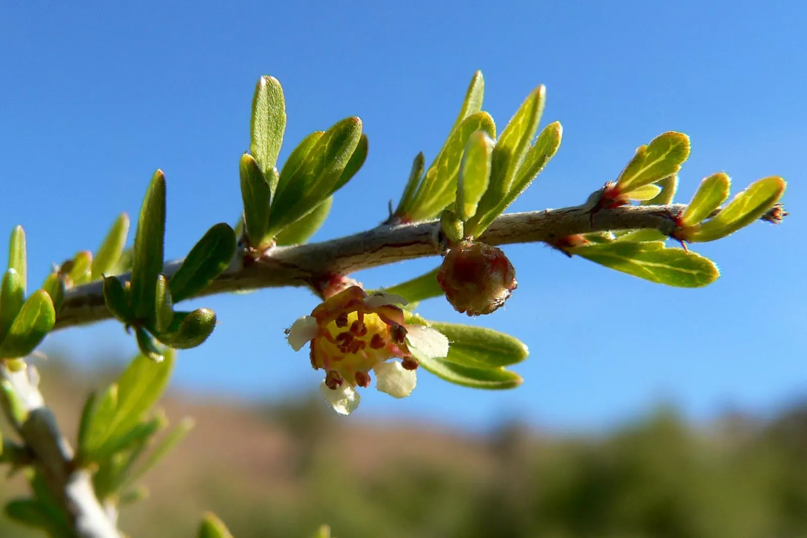 Desert Range Almond (Prunus Fasciculata) — Typically maturing to heights of 3 to 5 feet