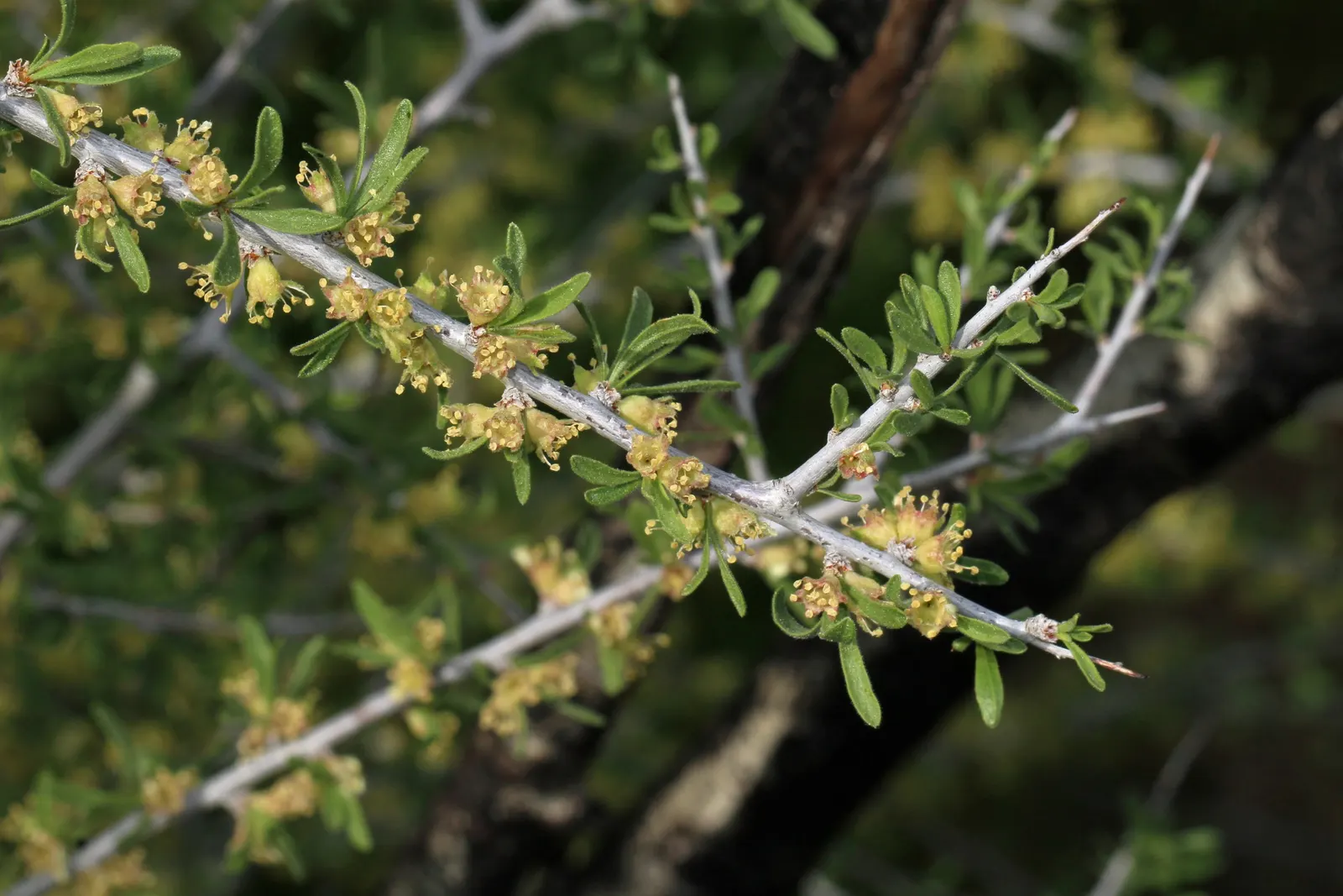 Desert Range Almond (Prunus Fasciculata) — is a hardy shrub native to arid terrains; spring welcomes clusters of fragrant white-pink blossoms, giving way to
