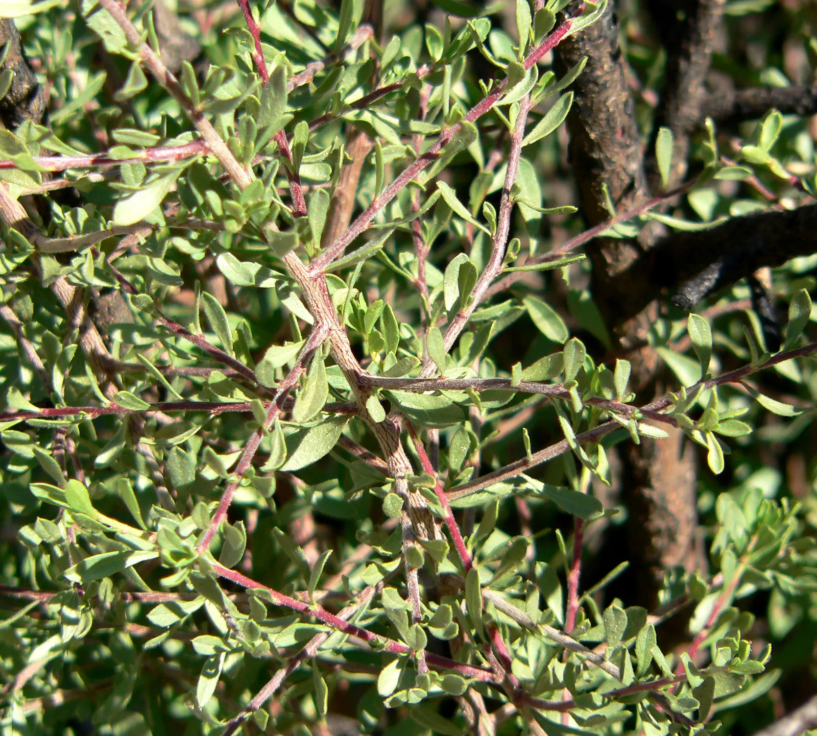 Desert Range Almond (Prunus Fasciculata) — Following the floral display