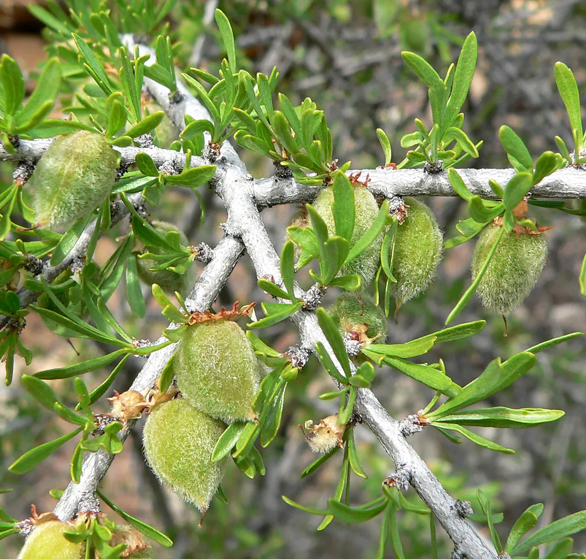Desert Range Almond (Prunus Fasciculata) — almond-scented white flowers that bloom profusely in spring