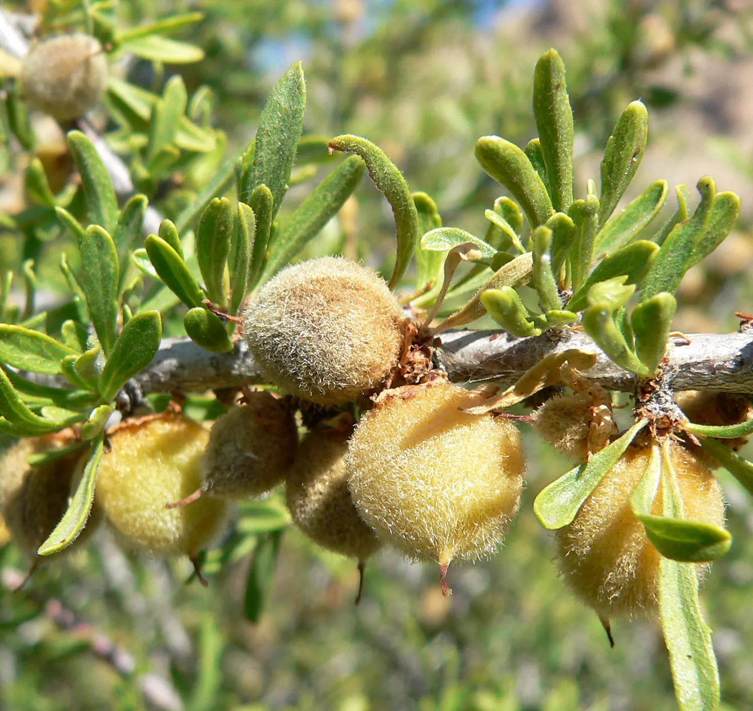 Desert Range Almond (Prunus Fasciculata) — shrub for full or half