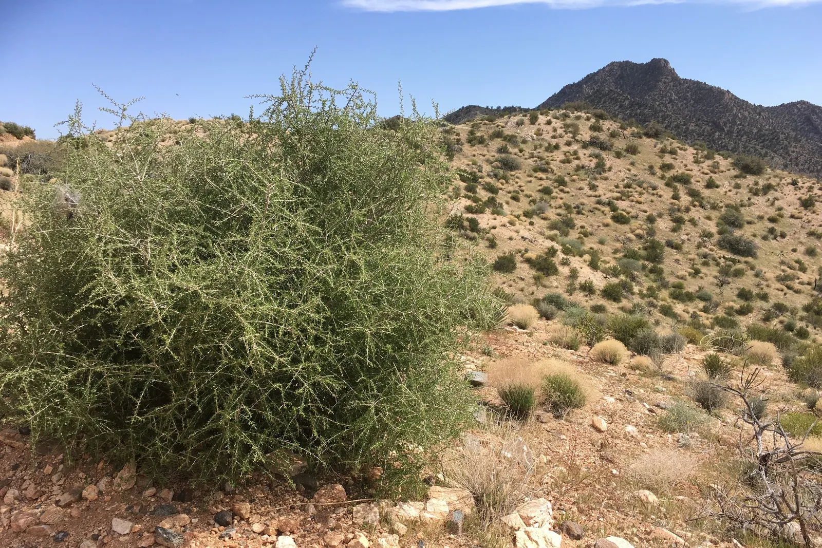 Desert Range Almond (Prunus Fasciculata) — It prefers well-draining soils