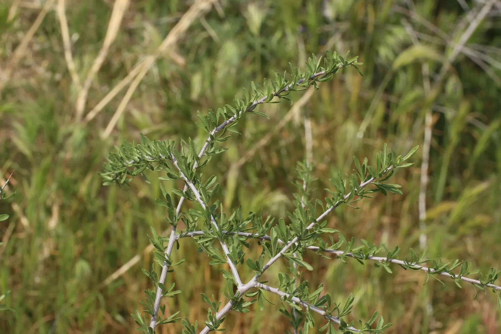 Desert Range Almond (Prunus Fasciculata) — often found in its native desert habitats