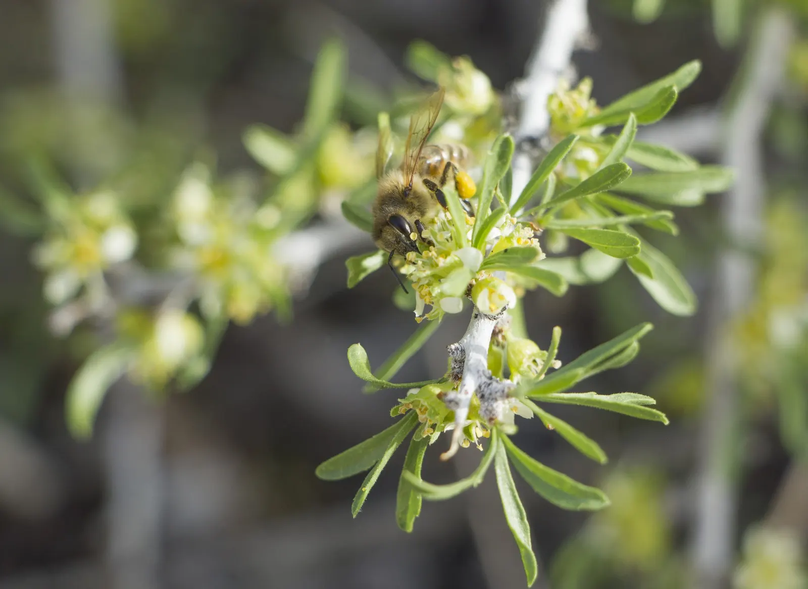Desert Range Almond (Prunus Fasciculata) — low-maintenance garden themes