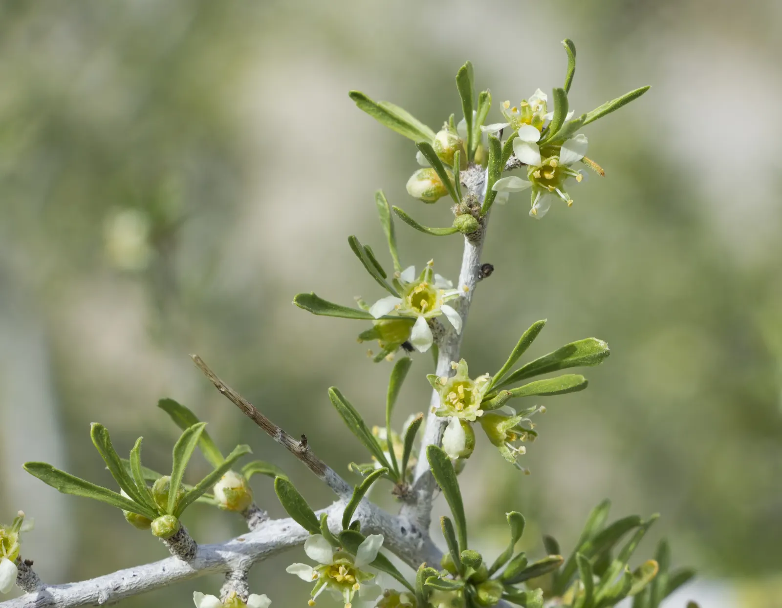 Desert Range Almond (Prunus Fasciculata) — making it an excellent choice for sustainable