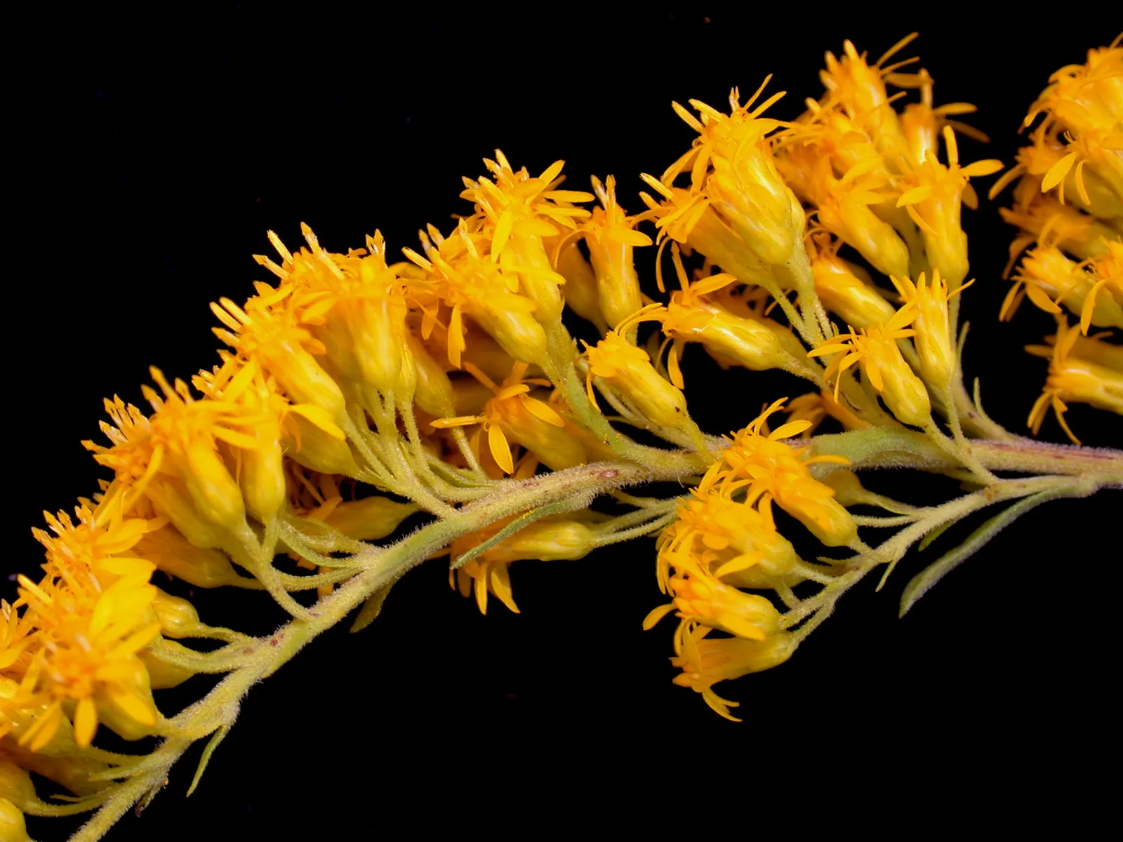 Old Field Goldenrod (Solidago Nemoralis) — creating a stunning autumnal display in any garden setting