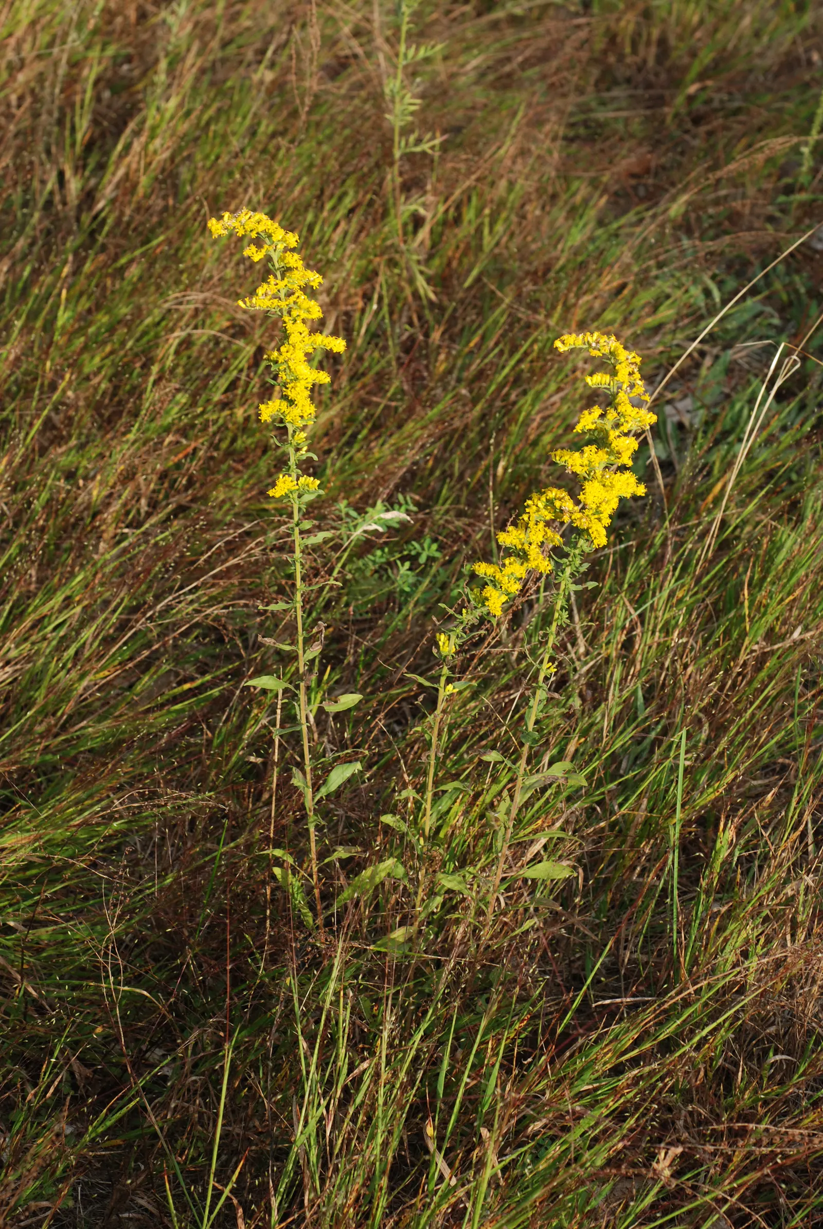 Old Field Goldenrod (Solidago Nemoralis) — gray-green leaves complement the cheerful yellow flower spikes that appear in late summer to fall