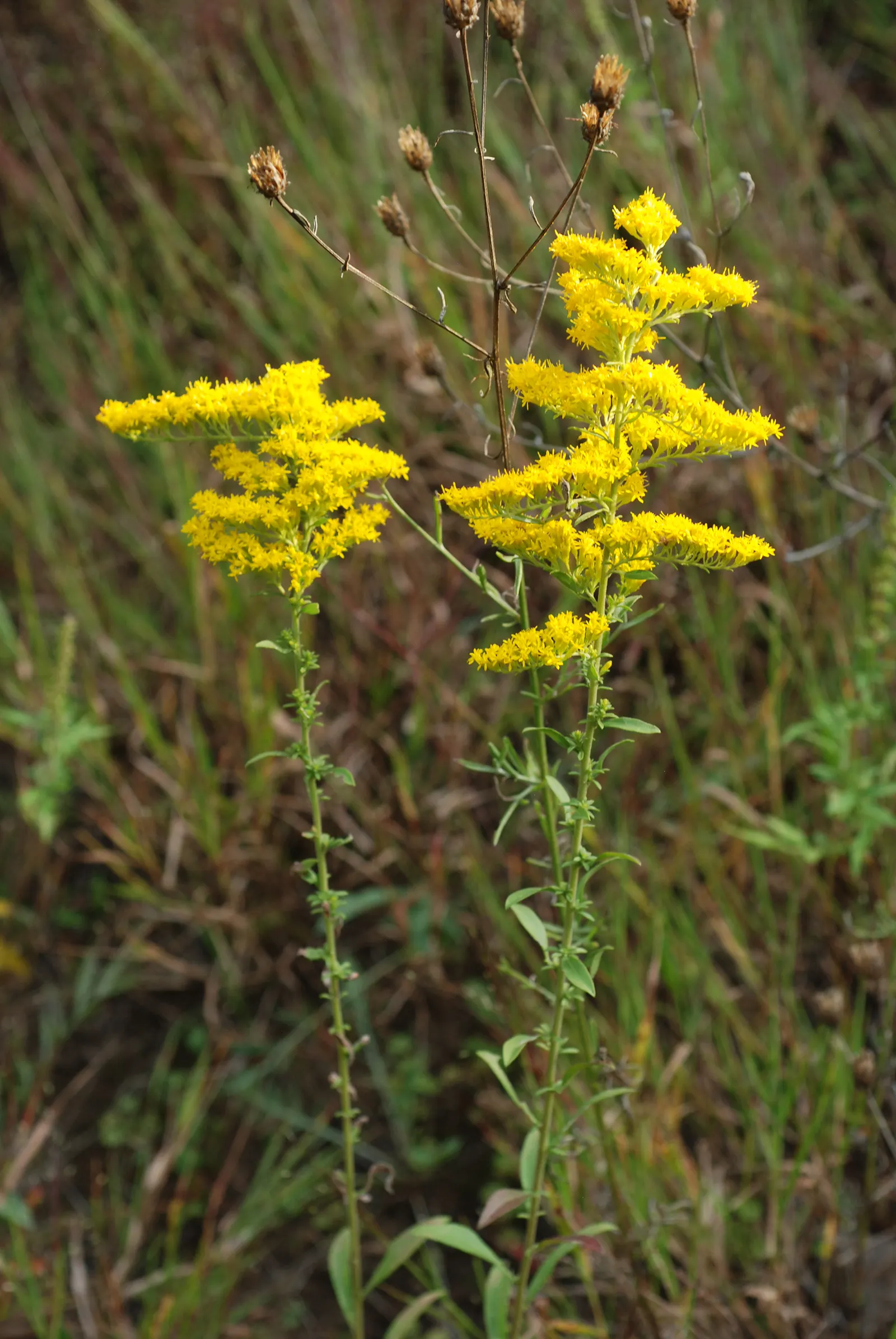 Old Field Goldenrod (Solidago Nemoralis) — belonging to the Asteraceae family
