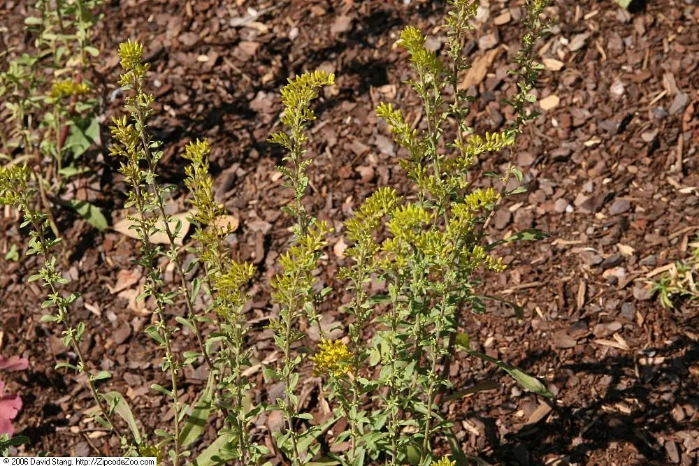 Old Field Goldenrod (Solidago Nemoralis) — Ideal for borders or naturalized areas, it's a pollinator magnet and resistant to deer