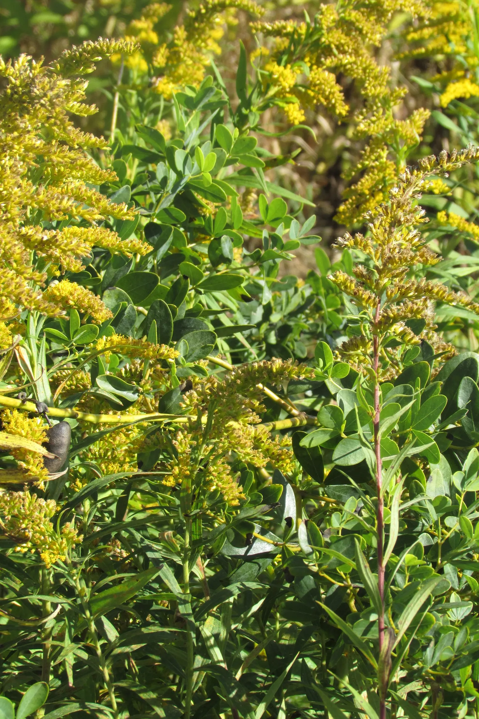 Old Field Goldenrod (Solidago Nemoralis) — with several tiny florets