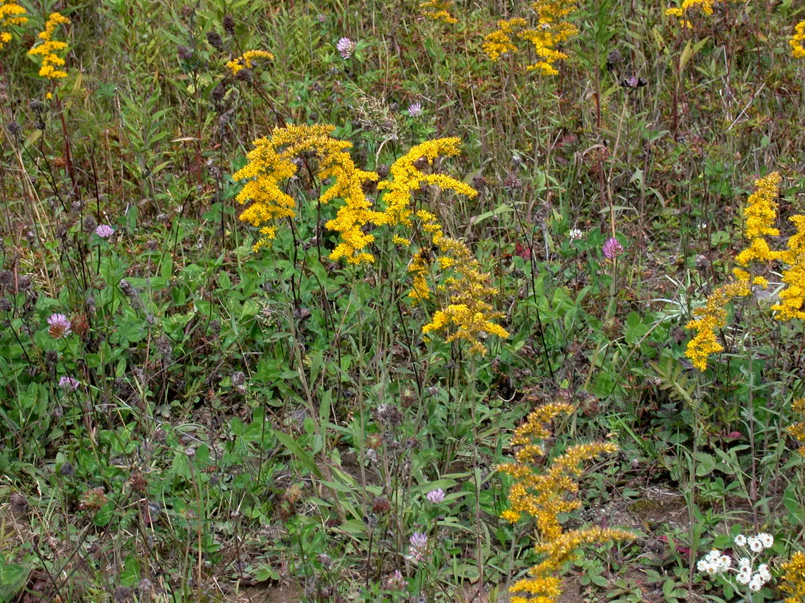 Old Field Goldenrod (Solidago Nemoralis) — blossoming profusely and attracting a wide array of pollinators