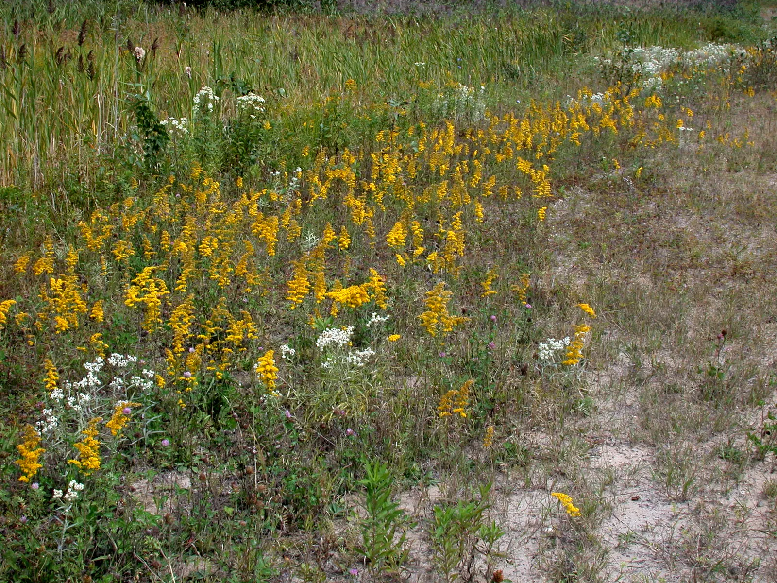 Old Field Goldenrod (Solidago Nemoralis) — perennial with gold and yellow blooms