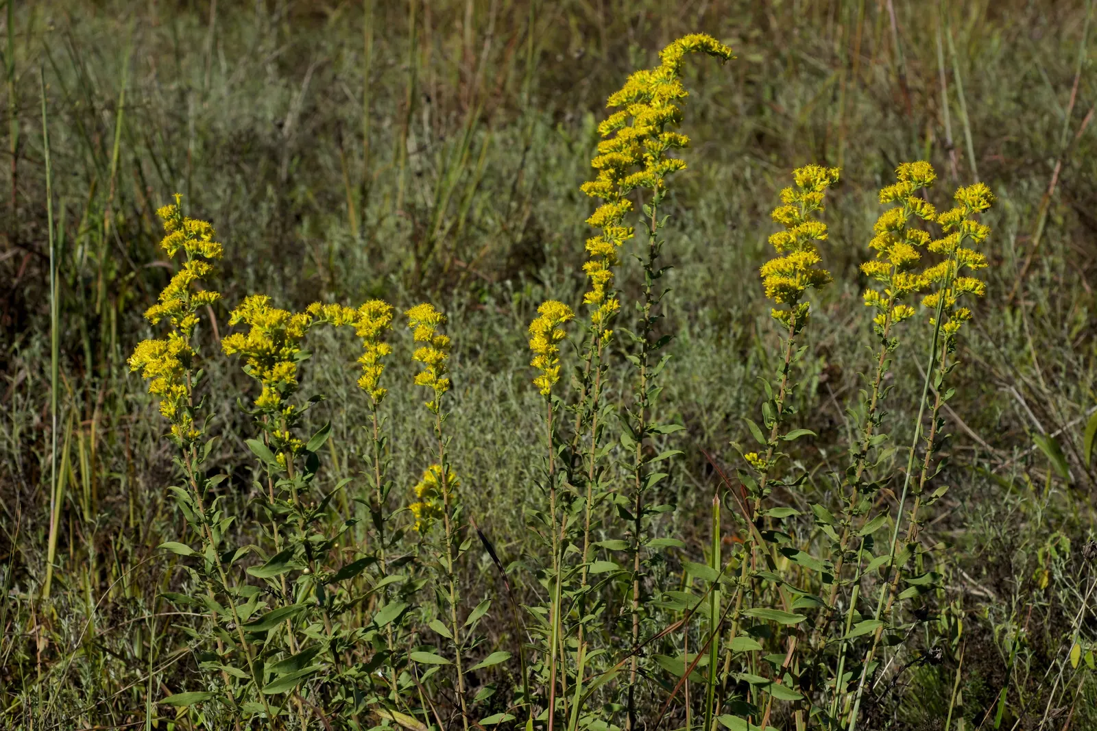 Old Field Goldenrod (Solidago Nemoralis) — or use it as an accent plant in borders