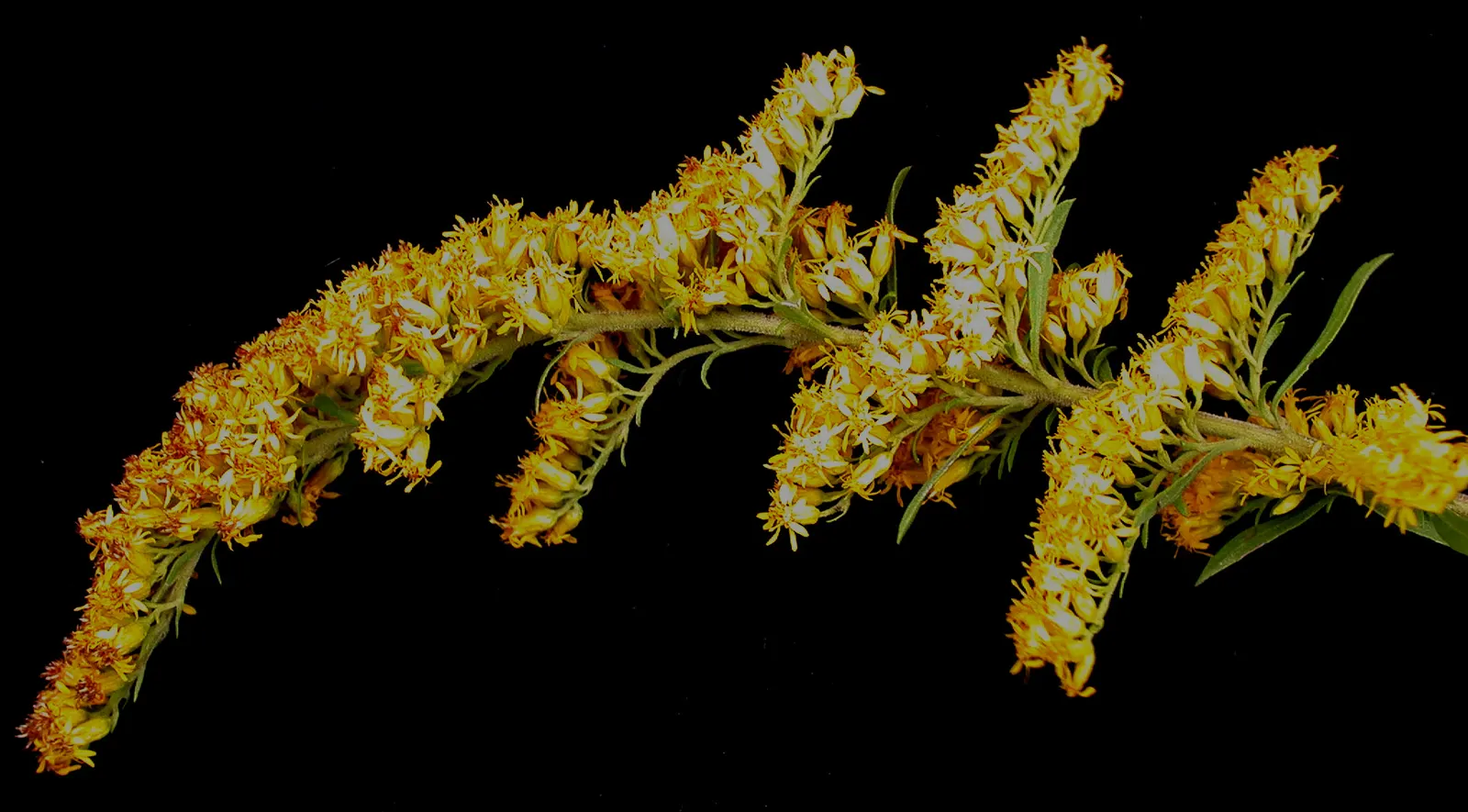 Old Field Goldenrod (Solidago Nemoralis) — This species of goldenrod typically reaches up to 2 feet in height and spreads approximately 1 to 2 feet wide