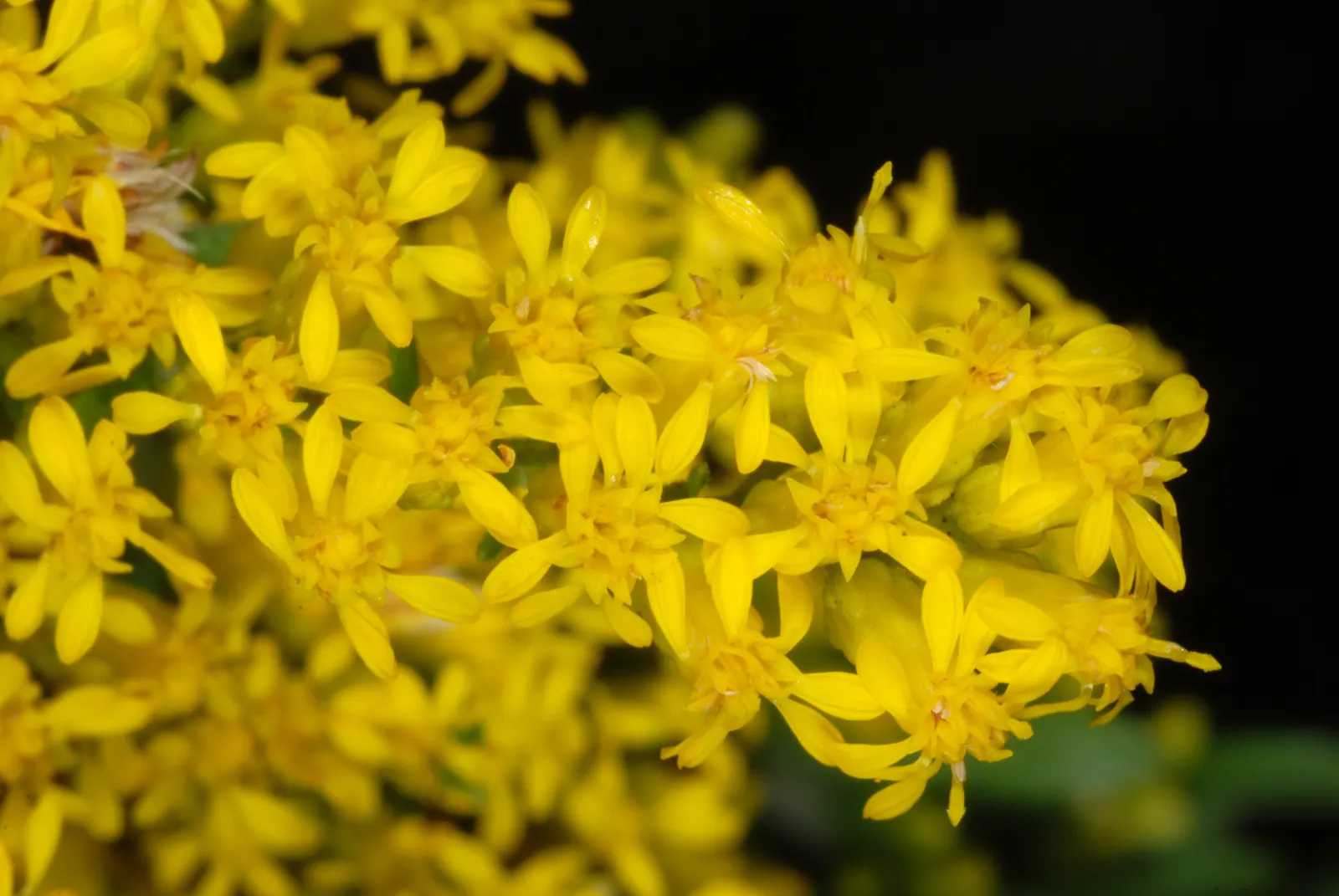 Old Field Goldenrod (Solidago Nemoralis) — Drought-tolerant once established