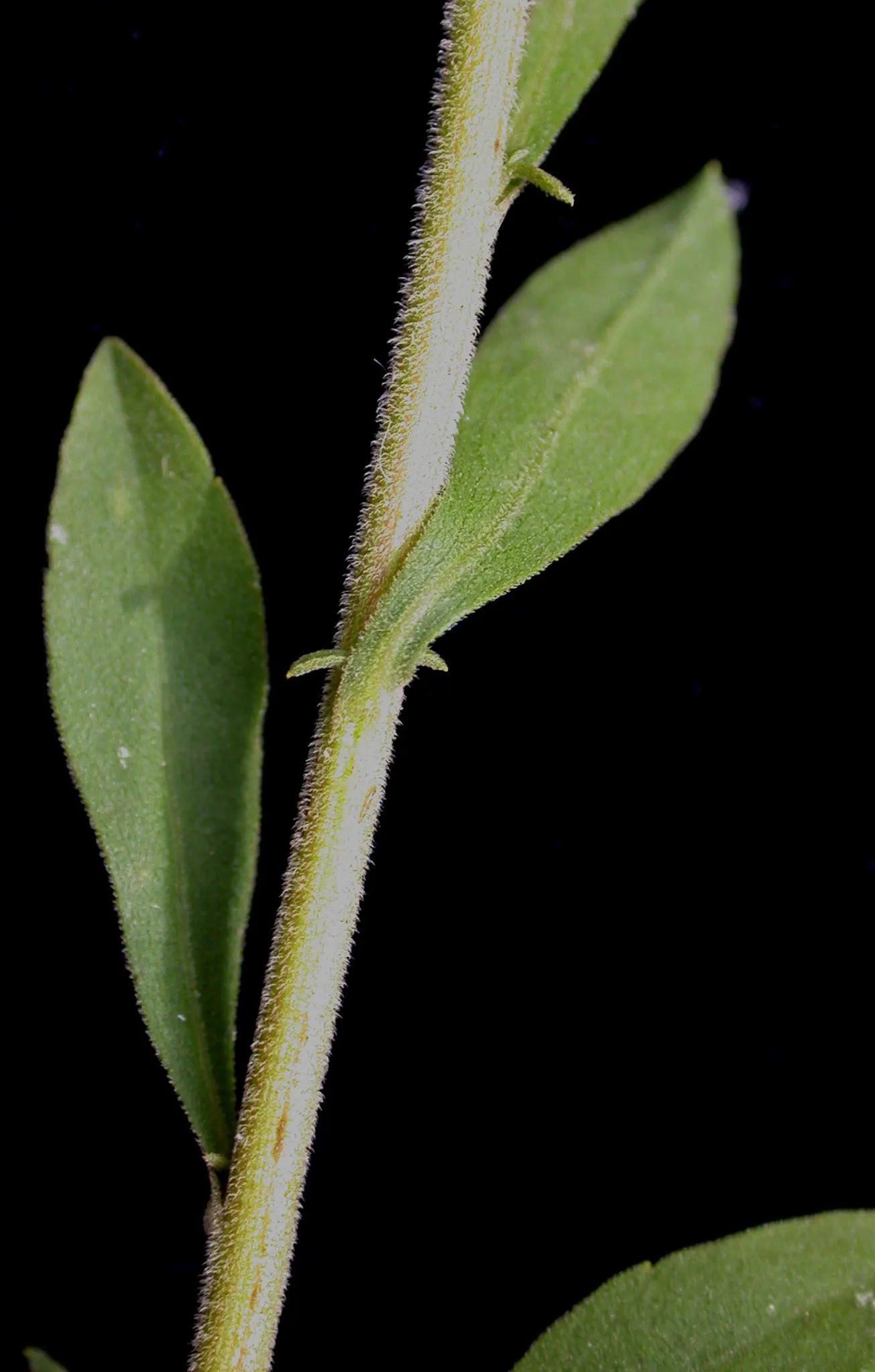 Old Field Goldenrod (Solidago Nemoralis) — scientifically known as Solidago nemoralis