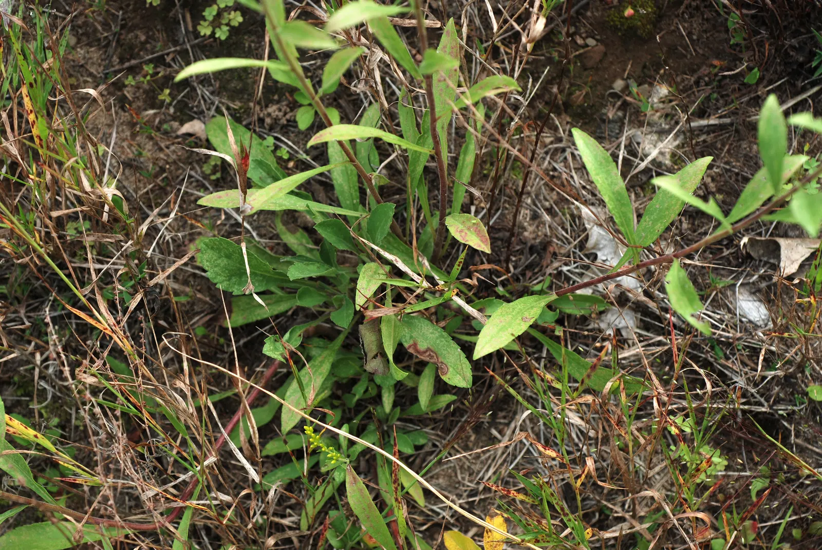 Old Field Goldenrod (Solidago Nemoralis) — including butterflies and bees