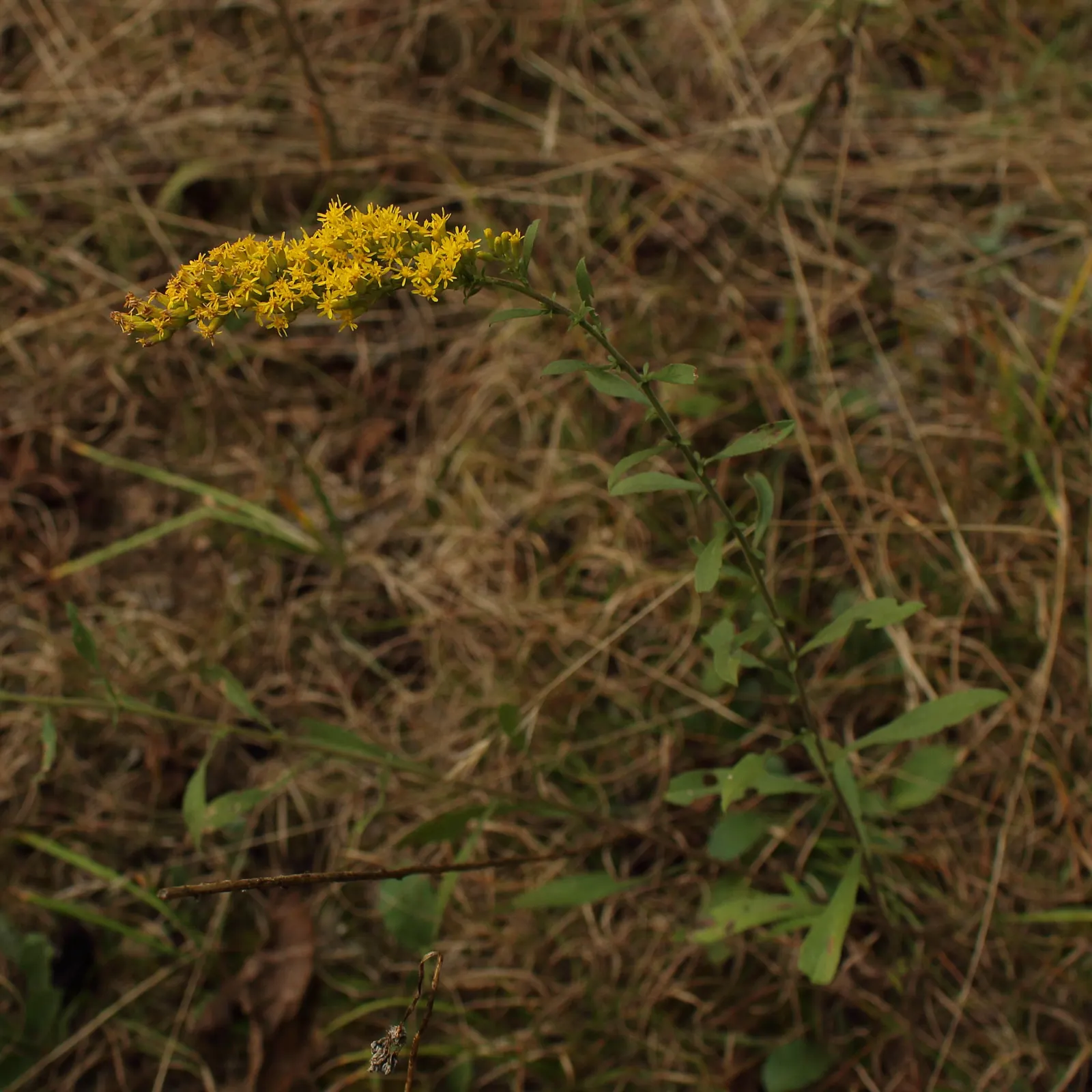 Old Field Goldenrod (Solidago Nemoralis) — bright yellow flowers from late summer to fall
