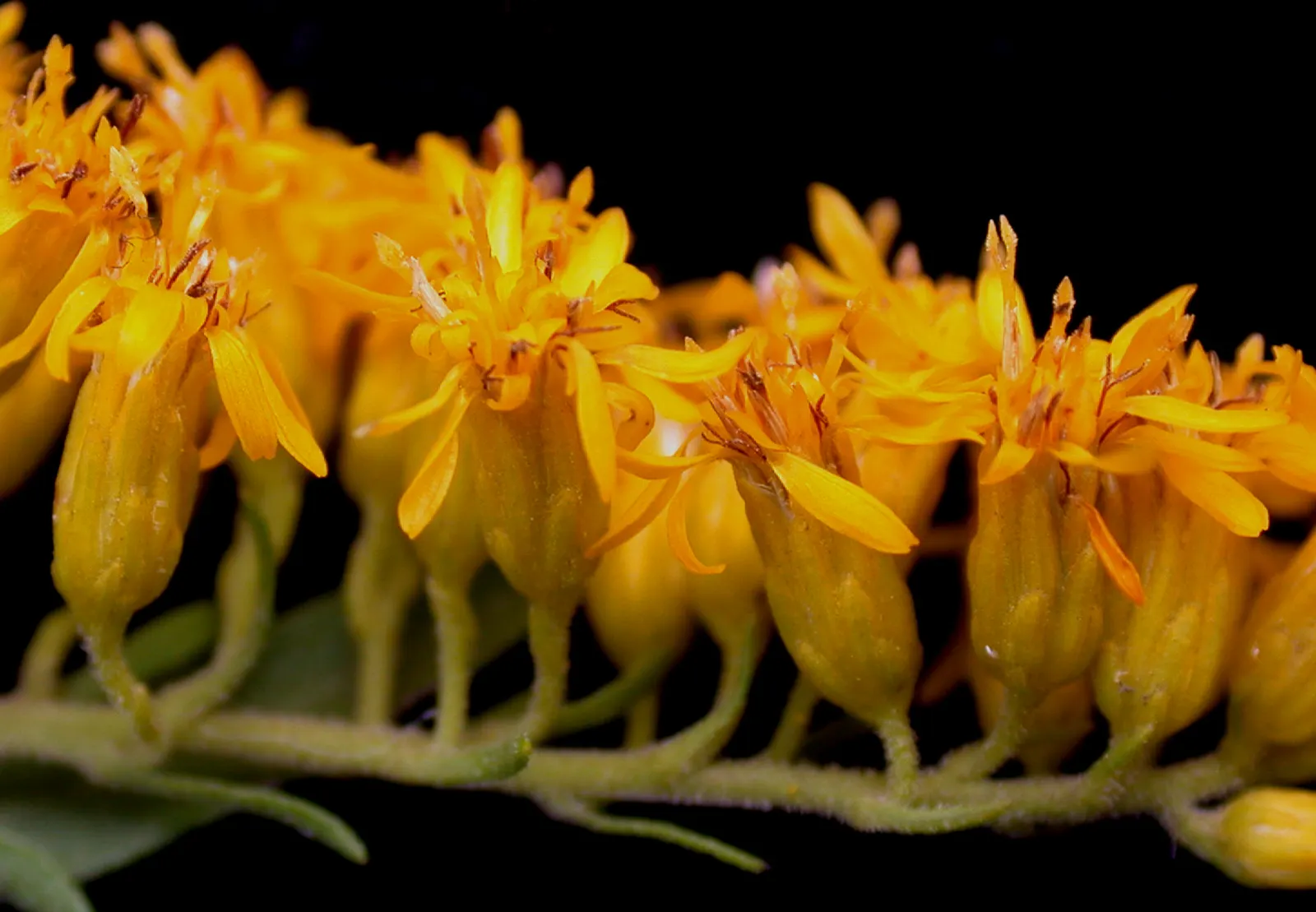 Old Field Goldenrod (Solidago Nemoralis) — The flower clusters are pyramid-shaped panicles