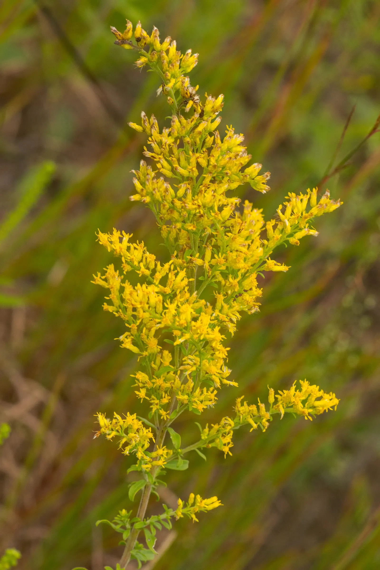 Old Field Goldenrod (Solidago Nemoralis) — this plant boasts plumes of tiny