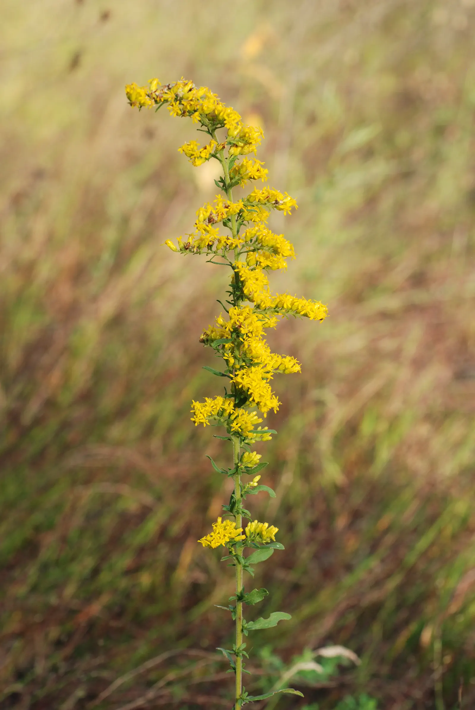 Old Field Goldenrod (Solidago Nemoralis) — Maturing to roughly 1-2 feet in height with a 1-foot spread
