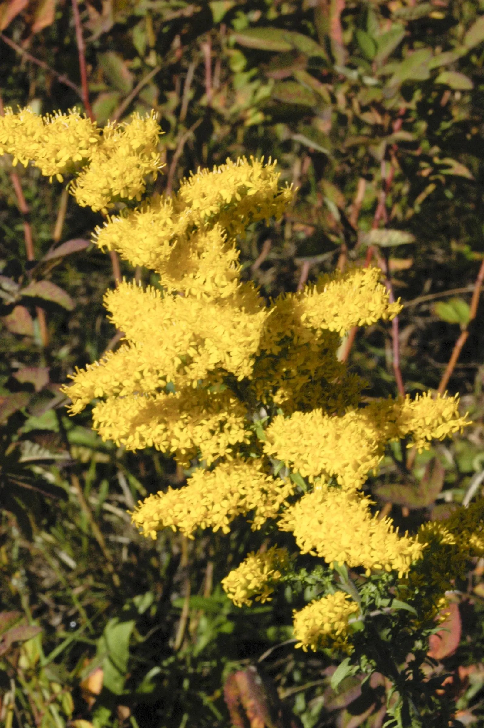 Old Field Goldenrod (Solidago Nemoralis) — is a perennial herbaceous plant native to North America