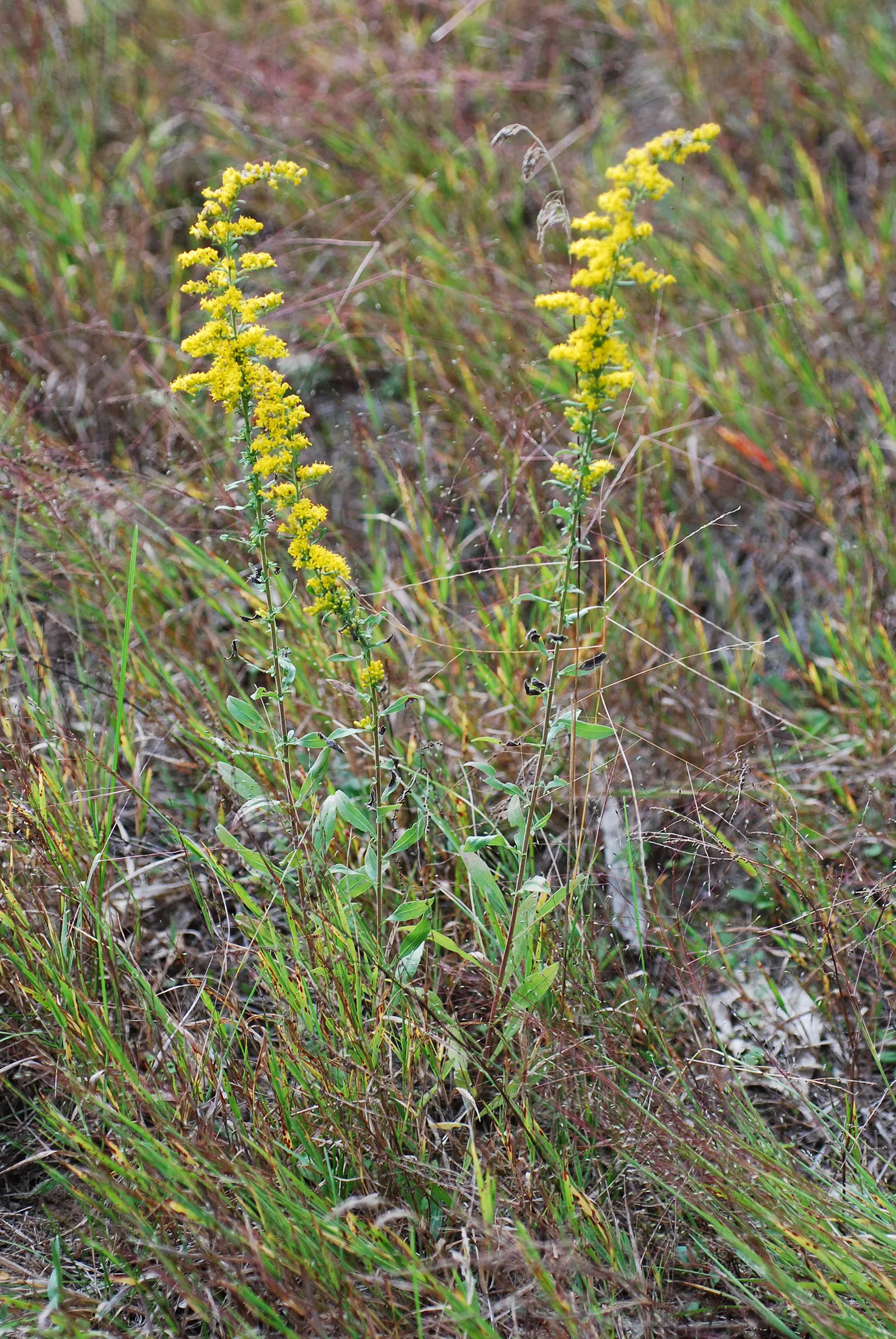 Old Field Goldenrod (Solidago Nemoralis) — though it prefers well-drained soils