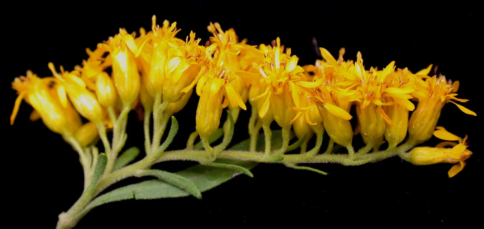 Old Field Goldenrod (Solidago Nemoralis) — gold and yellow flowers in the garden