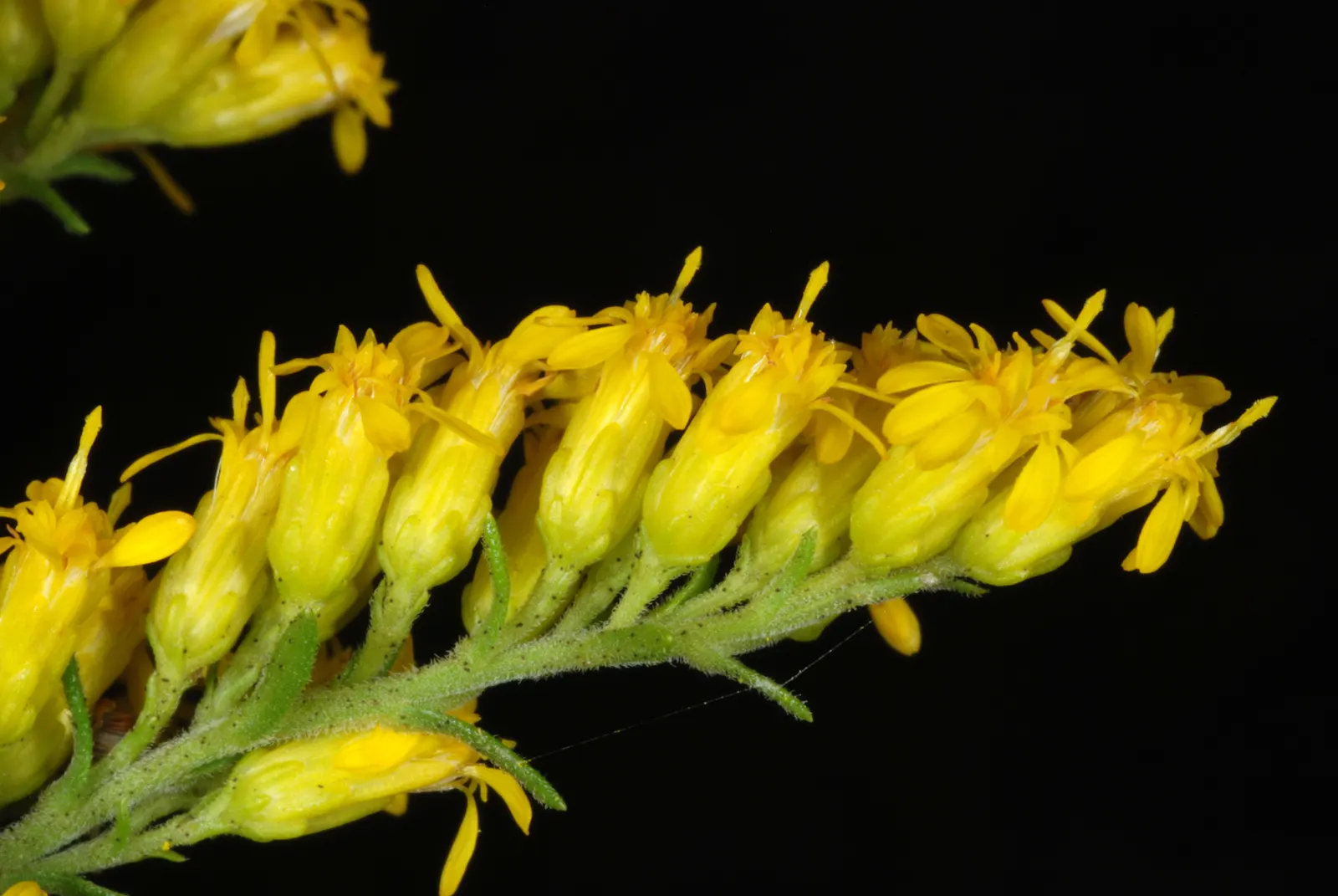 Old Field Goldenrod (Solidago Nemoralis) — incorporate the Old Field Goldenrod among grasses