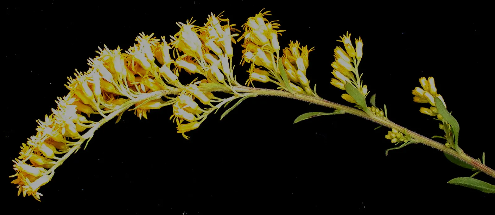 Old Field Goldenrod (Solidago Nemoralis) — Thriving in USDA zones 3-8, it prefers full sun to part shade and well-drained soils