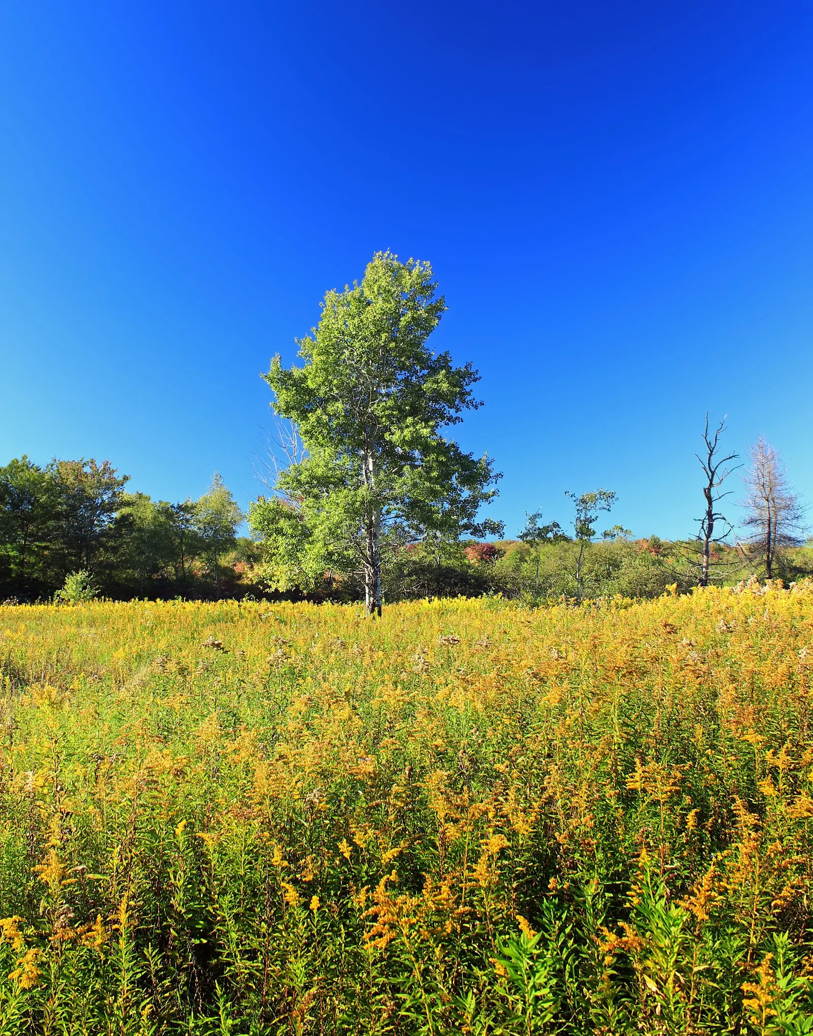 Old Field Goldenrod (Solidago Nemoralis) — perennial for full or half