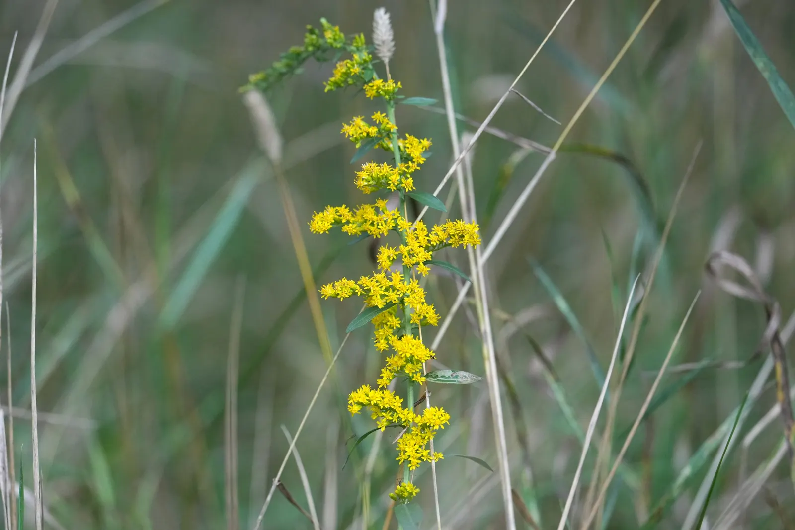 Old Field Goldenrod (Solidago Nemoralis) — alongside other late-blooming perennials