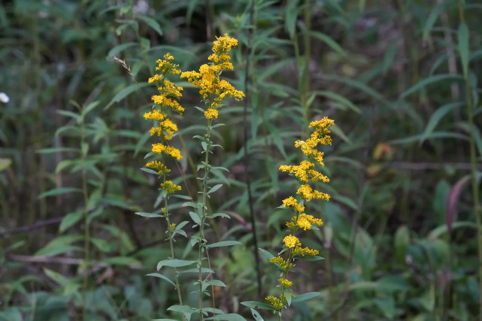 Old Field Goldenrod (Solidago Nemoralis) — Its vertical structure adds depth